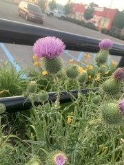 Cirsium vulgare