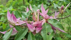 Arthroclianthus