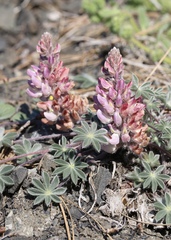 Lupinus constancei