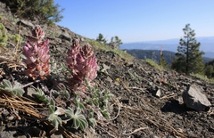 Lupinus constancei