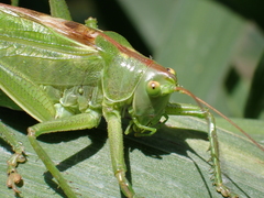 Tettigonia viridissima