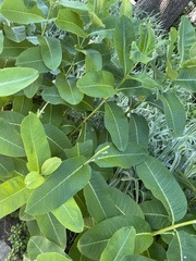 Asclepias syriaca