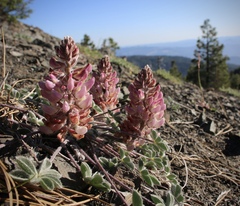 Lupinus constancei
