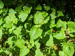 Circaea alpina pacifica
