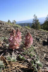 Lupinus constancei
