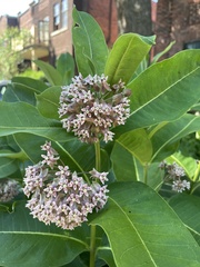 Asclepias syriaca