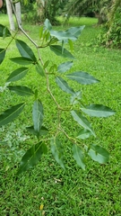 Arthroclianthus