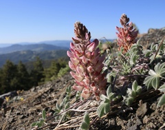 Lupinus constancei
