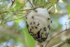 Pseudopolybia compressa