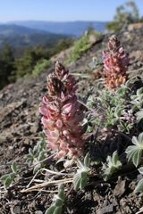 Lupinus constancei