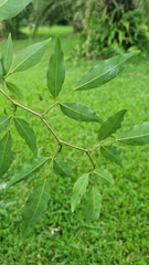 Arthroclianthus