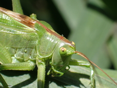 Tettigonia viridissima