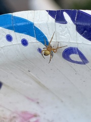 Araniella displicata