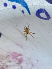 Araniella displicata