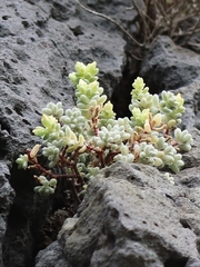 Sedum brissemoretii