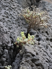 Sedum brissemoretii