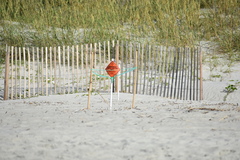 Caretta caretta