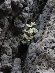Sedum brissemoretii