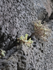 Sedum brissemoretii