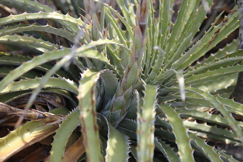 Image of Hechtia glomerata by (c) Reid Hardin, some rights reserved (CC BY)