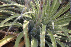 Hechtia glomerata (Hechtia glomerata)