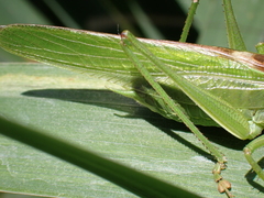 Tettigonia viridissima