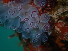 Clavelina picta