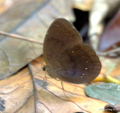 Faunis canens arcesilas