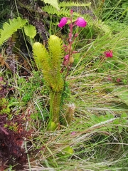 Phlegmariurus dentatus