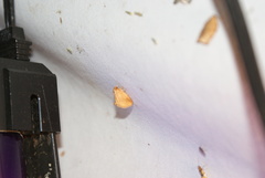 Tortricidia testacea