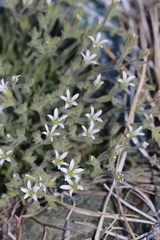 Sabulina nuttallii