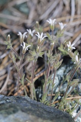 Sabulina nuttallii