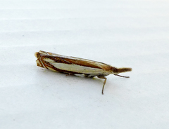 Crambus pascuella