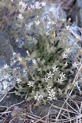 Sabulina nuttallii