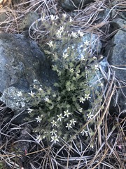 Sabulina nuttallii