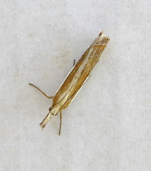 Crambus pascuella