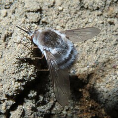 Bombylius incanus