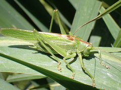Tettigonia viridissima