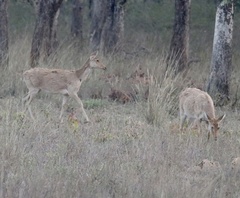 Rucervus duvaucelii branderi