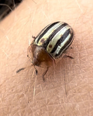 Agroiconota bivittata