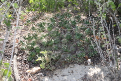 Coryphantha macromeris runyonii