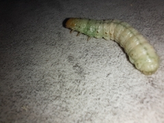 Litoprosopus coachella