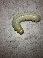 Litoprosopus coachella