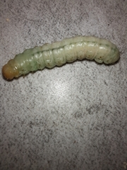 Litoprosopus coachella