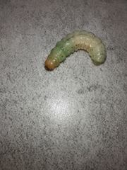 Litoprosopus coachella