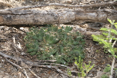 Coryphantha macromeris runyonii
