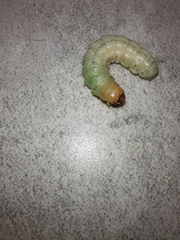 Litoprosopus coachella