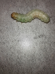 Litoprosopus coachella