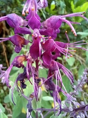 Teucrium betonicum
