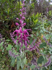 Teucrium betonicum